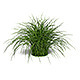 Variegated Grass "Morning Light" - 3DOcean Item for Sale