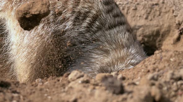 Meerkat - Suricate Digging Hole In Sand On A Sunny Day. - close up