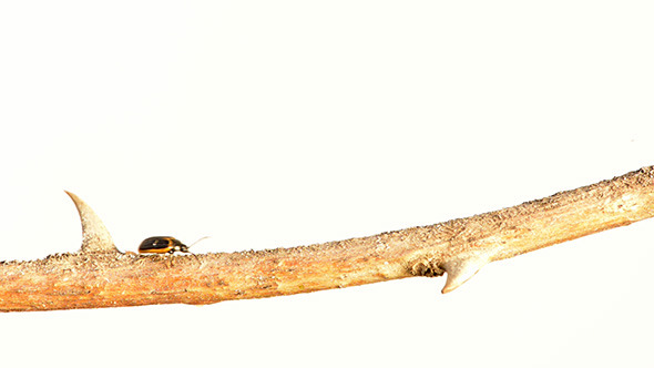 Beetle Walking on a Stick