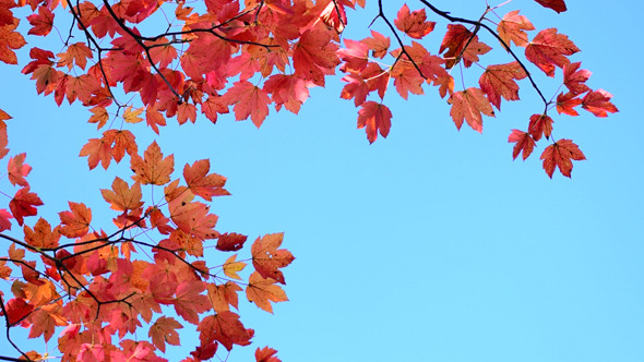 Autumn Foliage