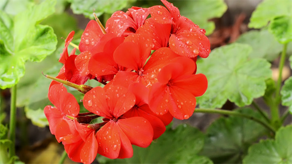 Red Flower_2