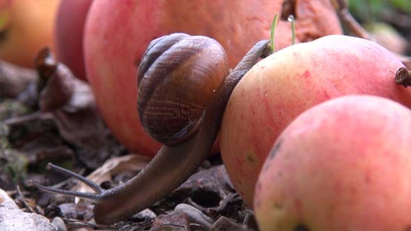 Apple and Snail 