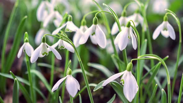 Snowdrop Flower Blooming Fast Growing