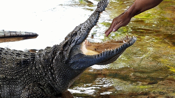 Risky  Crocodile Show