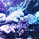 Aquarium World - VideoHive Item for Sale
