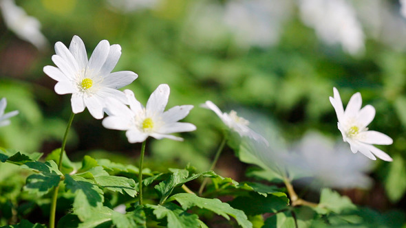 White Flowers Anemones