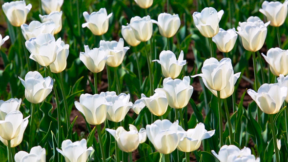Field Of White Tulips Blooming