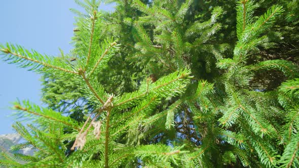 Needles and Cones of Spruce Tree at Bright Sunlight Closeup