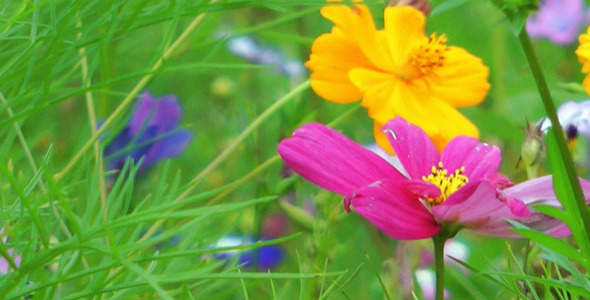 Colorful Flowers 10 alt