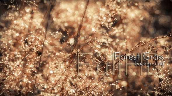 Sparkling Morning Forest Grass alt