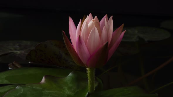 Time Lapse of Pink Lotus Water Lily Flower Opening in Pond Waterlily Blooming