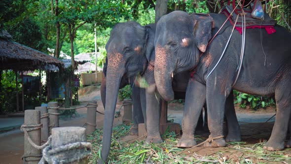 Elephants for safari eating cane leaves at farm in the jungle in Phuket