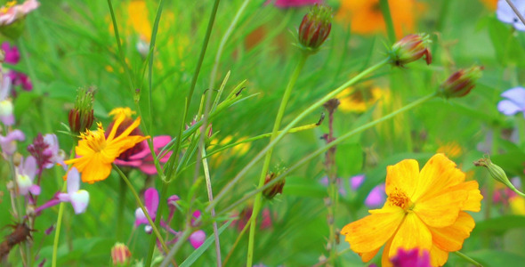 Colorful Flowers 9 alt