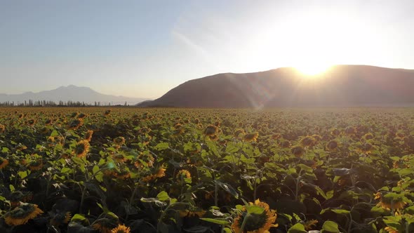 Growing Sunflowers in a Farmer's Field