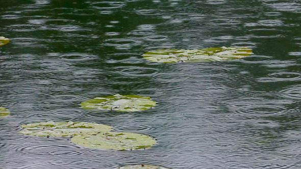 Lake And Rain