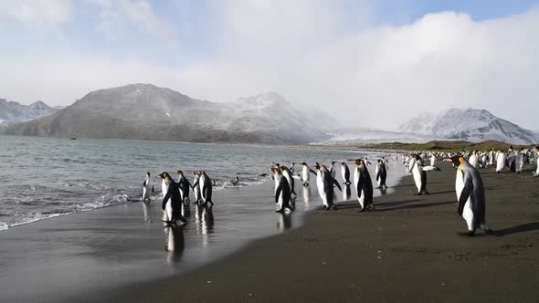 King Penguins on the Beach in South Georgia