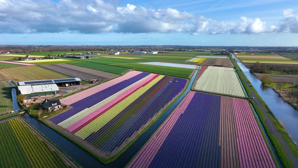 Landscape aerial of bollensteek, the netherlands. Tulip fields.