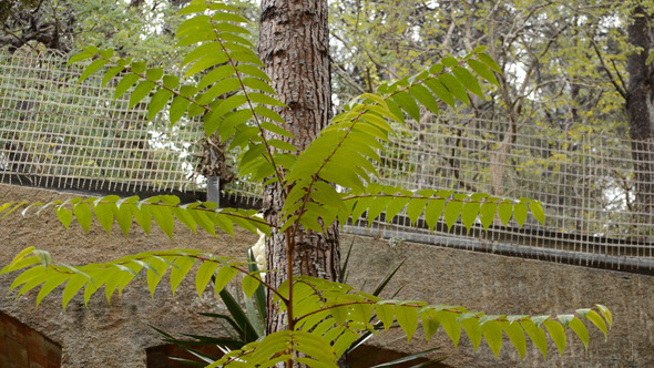 Green Tree Leaves in a Rainy Garden