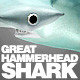 Great Hammerhead Shark rigged 3Ds model - 3DOcean Item for Sale