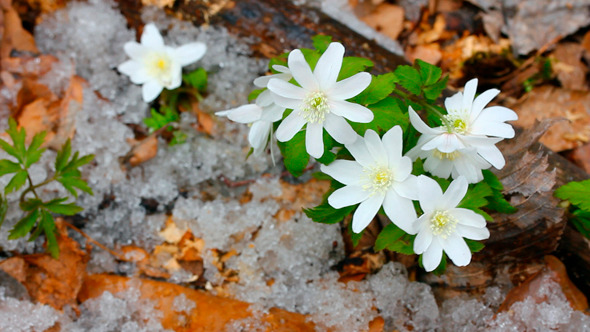 Snowdrop Flowers And Melting Snow