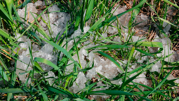 Green Grass And Melting Snow