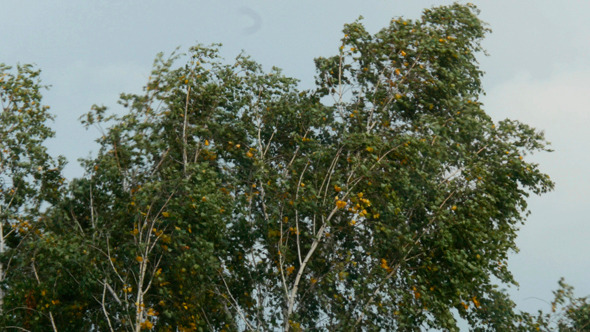 Trees In Strong Wind Under Storm Sky 2 alt
