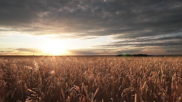 Wheat Field Panorama