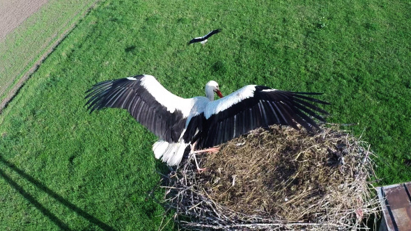 Flying Over Stork  