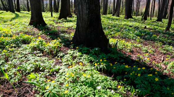 Spring Wood Landscape With White Flowers Anemones