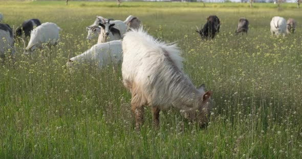 Goats in the Green Meadow