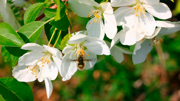 Bee Pollination And Apple Tree Flowers