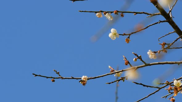 Apricot Flower With Blue Sky