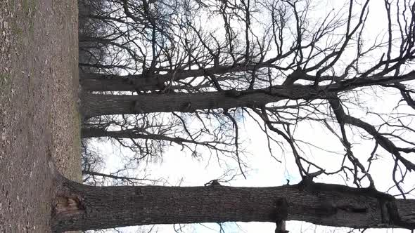 Vertical Video of the Forest with Trees Without Leaves Slow Motion