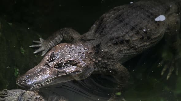 American Alligator  Crocodile in the River