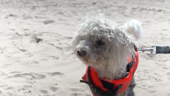 Fluffy Bichon Frise dog leashed on sandy beach, close up motion view