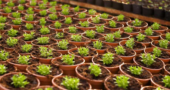 Potted Plants Growing in Greenhouse Agriculture