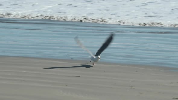 A medium shot as the camera pans to follow a seagull as it takes off and flies away in slow-motion.