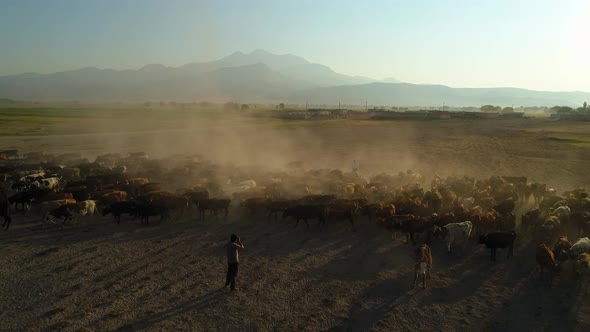 Photographer With Herd Of Cows