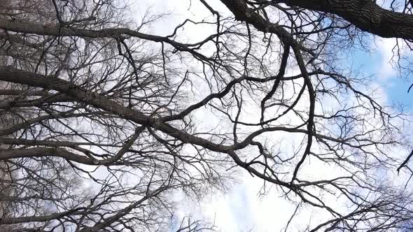 Vertical Video of the Forest with Trees Without Leaves