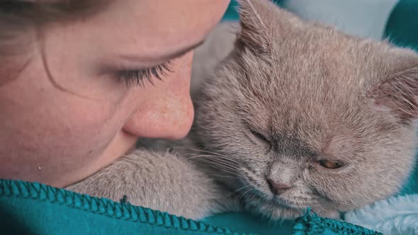 Girl Kisses a Gray Thoroughbred Soapy Kitten Which Lies on the Bed