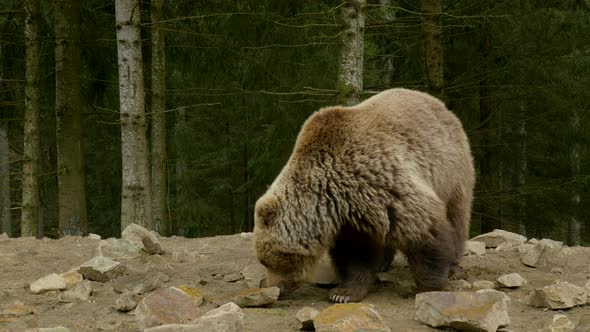 A Big Brown Bear in the Forest