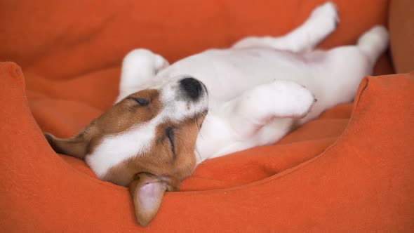 Cute Puppy Sleeping in a Couch