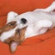 Cute Puppy Sleeping in a Couch - VideoHive Item for Sale
