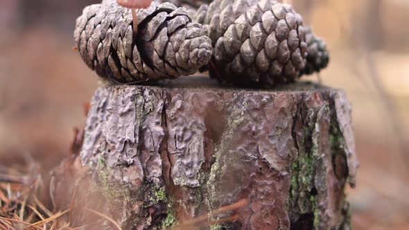 Pine Cone Mushroom, Mycena Seynesii, Growing in Forest.