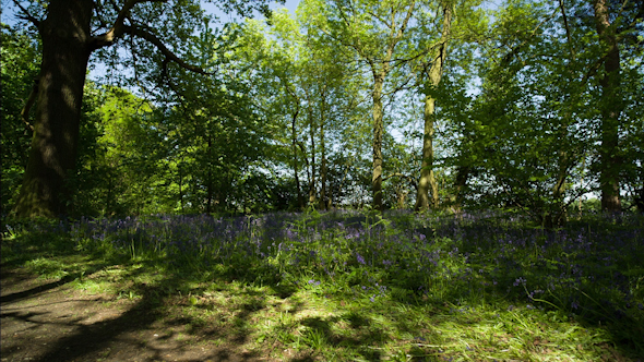 Bluebells Forest English Countryside