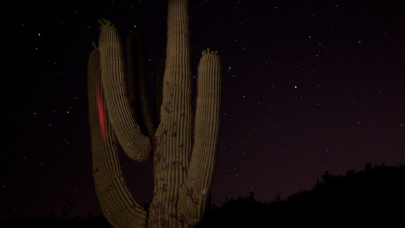 Cactus Starlapse