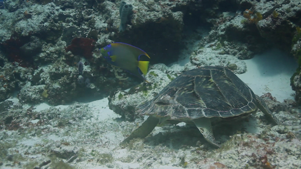 Turtle Cozumel Mexico