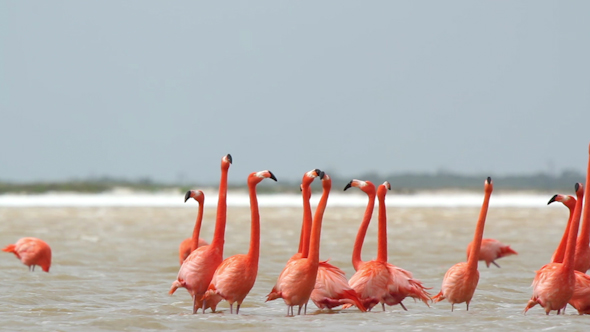Pink Flamingo Mexico Wildlife Bird