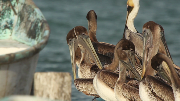 Brown Pelicans Mexico Wildlife