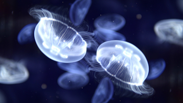 Jellyfish And Sea Life In An Aquarium